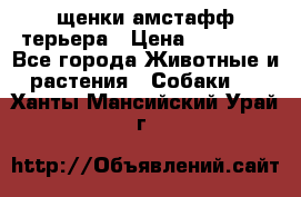 щенки амстафф терьера › Цена ­ 30 000 - Все города Животные и растения » Собаки   . Ханты-Мансийский,Урай г.